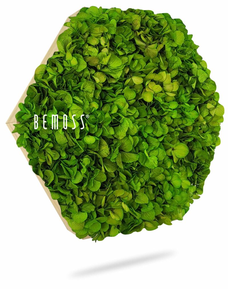 Cuadro de musgo Hexágono BEMOSS® MIMI