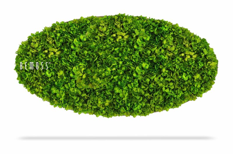 Cuadro de musgo Elipse BEMOSS® MIMI