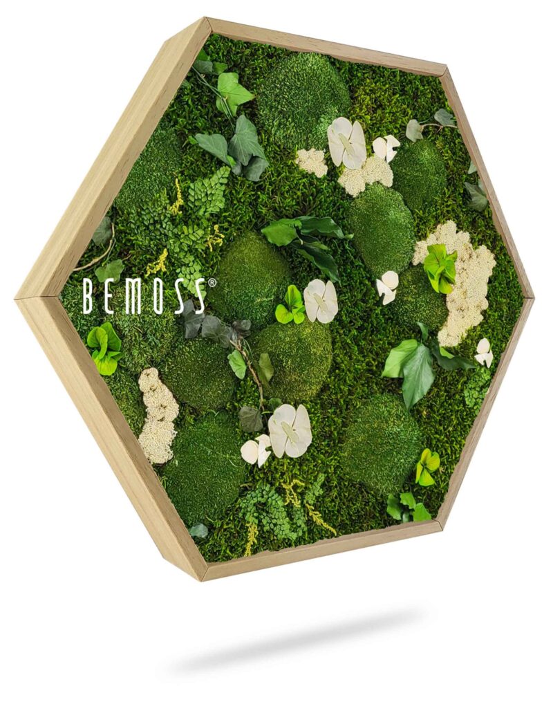 Cuadro de musgo Hexágono PLANTAS Mesia Natural