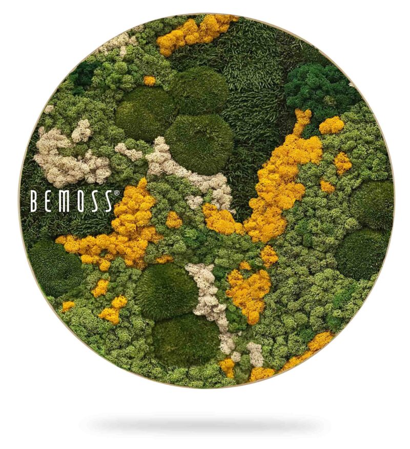 Cuadro de musgo redondo BEMOSS® ORTHO YELLOW