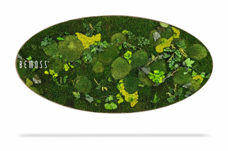 Cuadro de musgo Elipse PLANTAS Mesia Lime