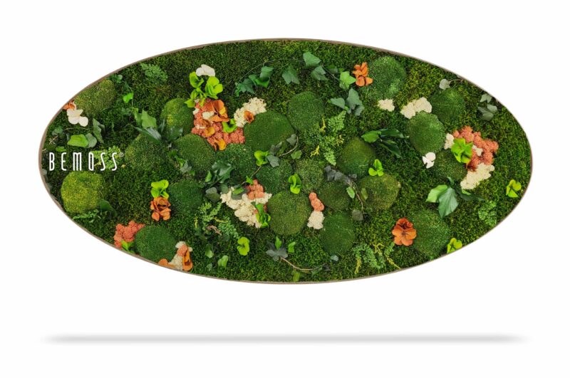 Cuadro de musgo Elipse PLANTAS Mesia Mango