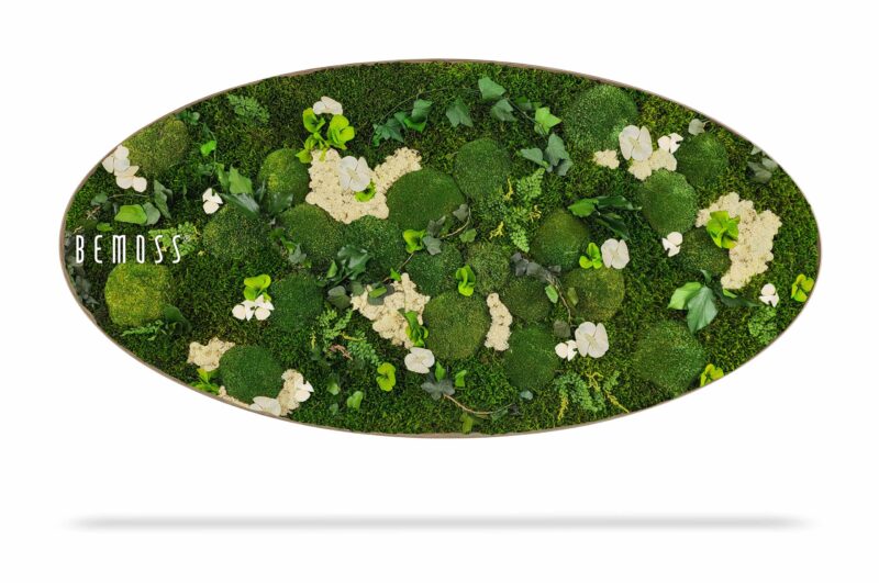 Cuadro de musgo Elipse PLANTAS Mesia Natural