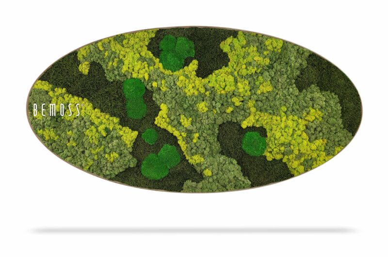 Cuadro de musgo Elipse BEMOSS® ORTHO LIME