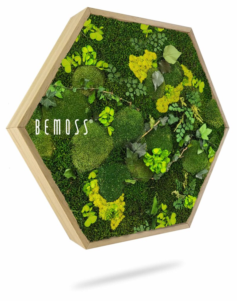 Cuadro de musgo Hexágono PLANTAS Mesia Lime