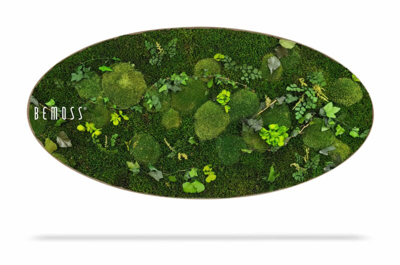 Cuadro de musgo Elipse PLANTAS Mesia