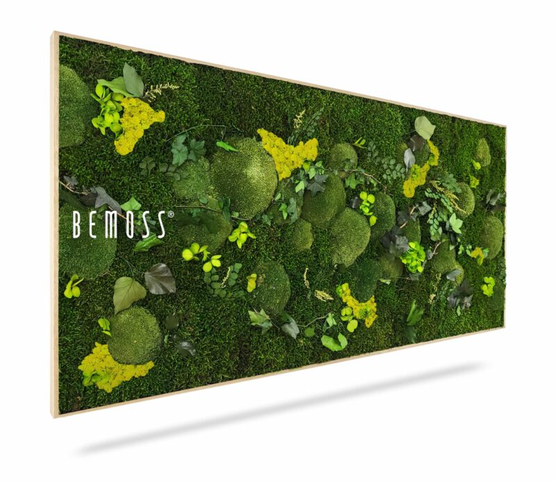 Cuadro de musgo PLANTAS Mesia Lime