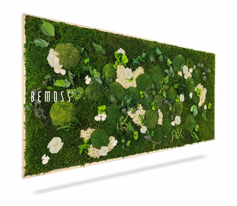 Cuadro de musgo PLANTAS Mesia Natural