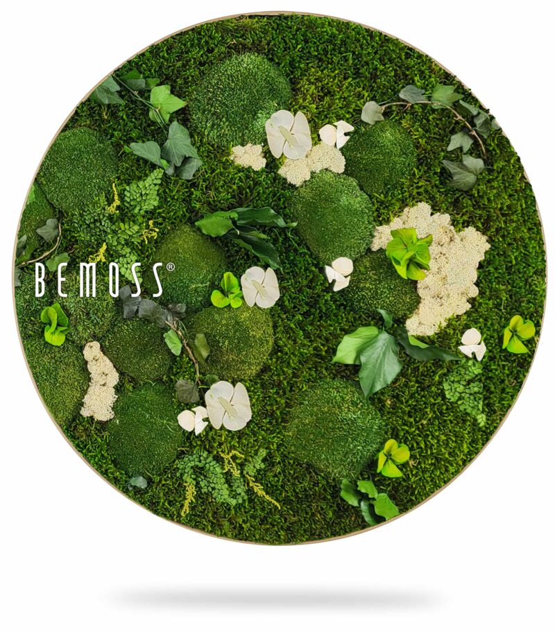 Cuadro de musgo Redondo PLANTAS Mesia Natural