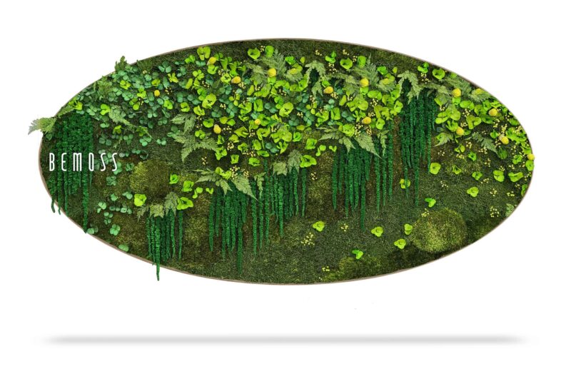 Cuadro de musgo Elipse PLANTAS Lomo