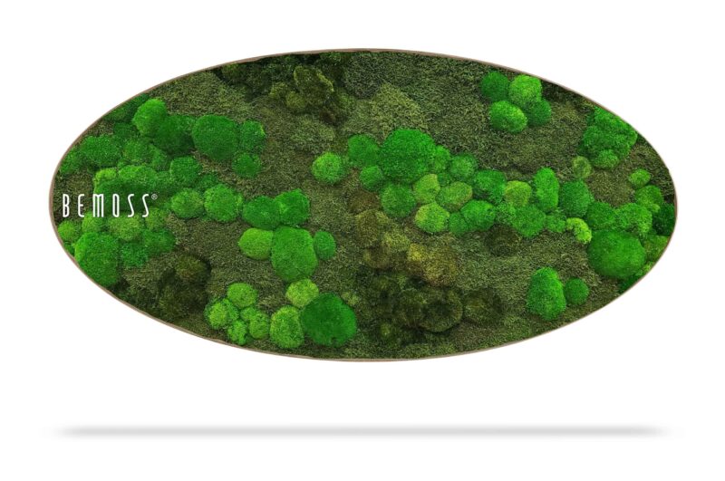 Cuadro de musgo Elipse MUSGO DE COJÍN Minerva