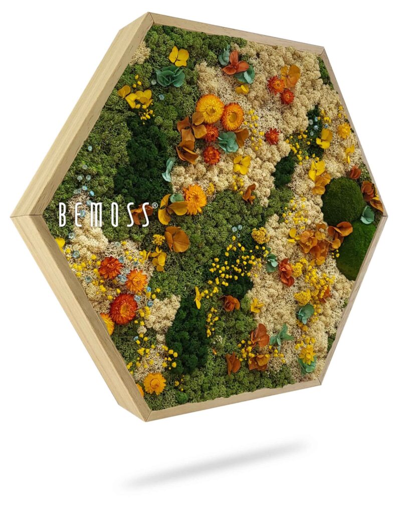 Cuadro de musgo Hexágono PLANTAS Cadalso