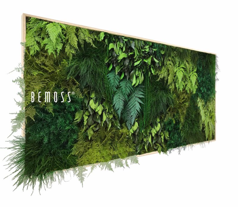 Cuadro de musgo PLANTAS Lapas
