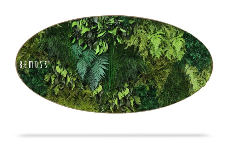 Cuadro de musgo Elipse PLANTAS Lapas