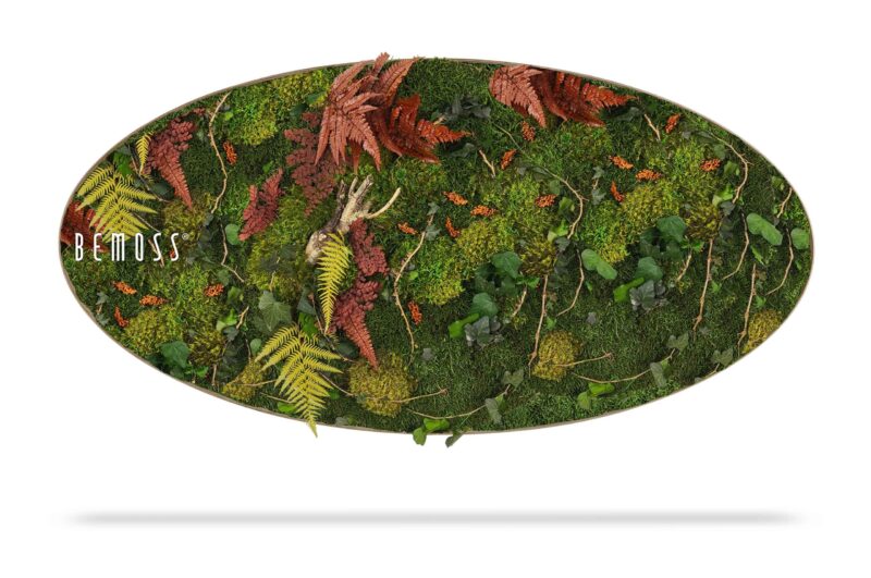 Cuadro de musgo Elipse PLANTAS Loreto