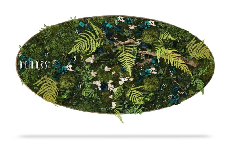 Cuadro de musgo Elipse PLANTAS Moraleda
