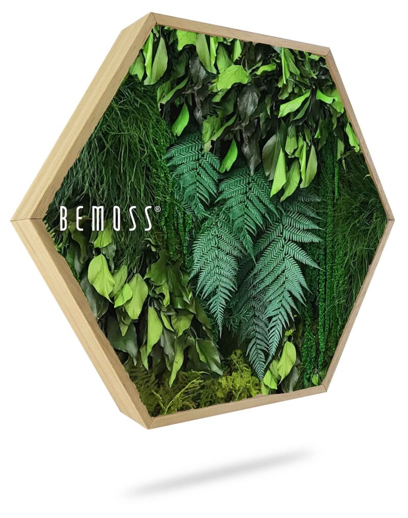 Cuadro de musgo Hexágono PLANTAS Lapas