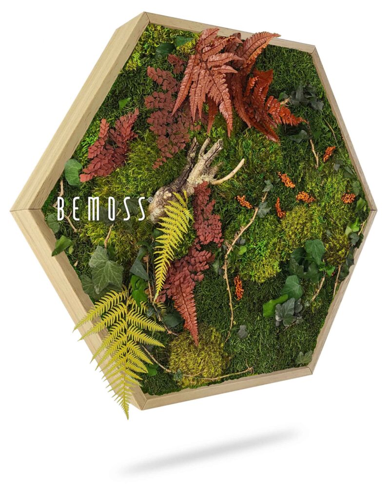 Cuadro de musgo Hexágono PLANTAS Loreto