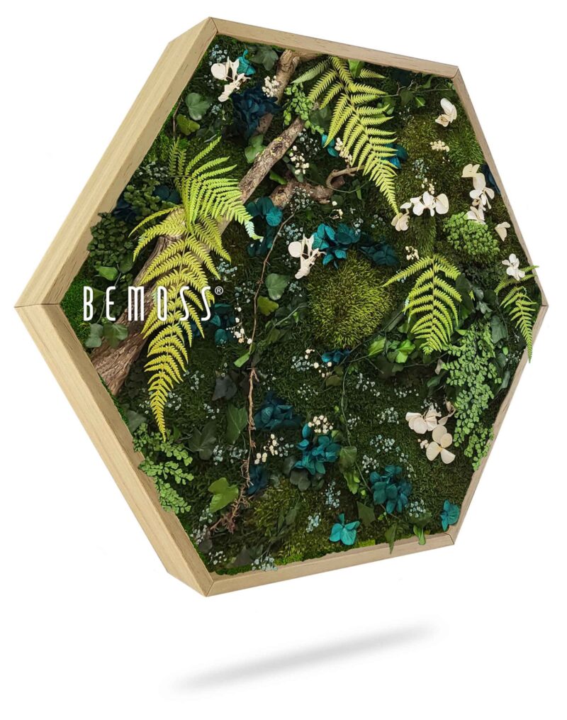 Cuadro de musgo Hexágono PLANTAS Moraleda