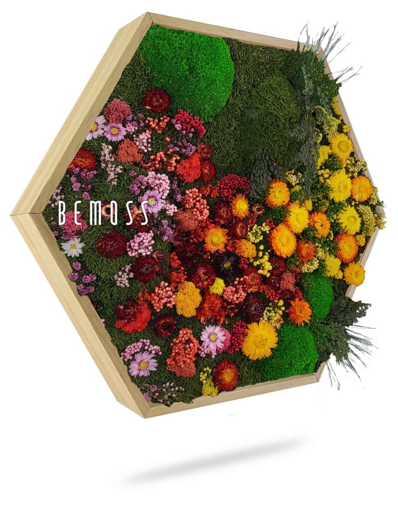 Cuadro de musgo Hexágono PLANTAS Parra