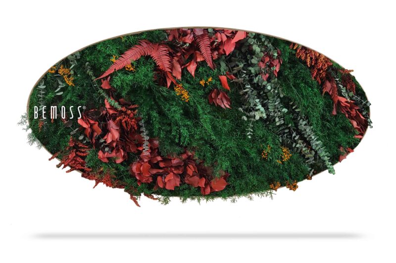 Cuadro de musgo Elipse PLANTAS Zorita