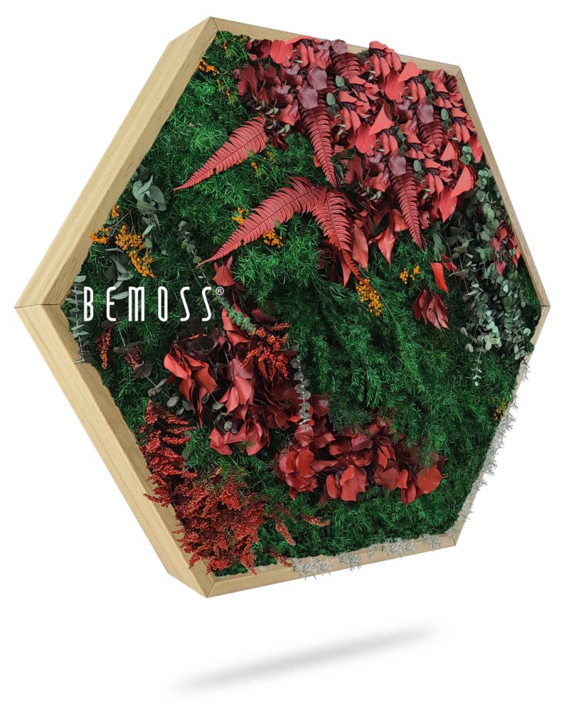 Cuadro de musgo Hexágono PLANTAS Zorita