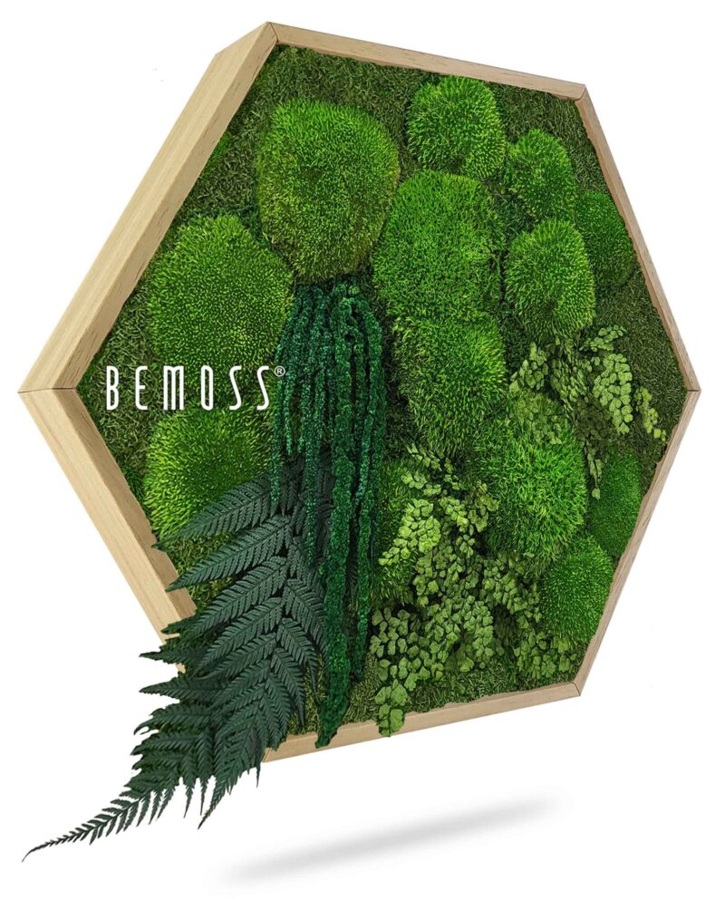 Cuadro de musgo Hexágono PLANTAS Moreilo