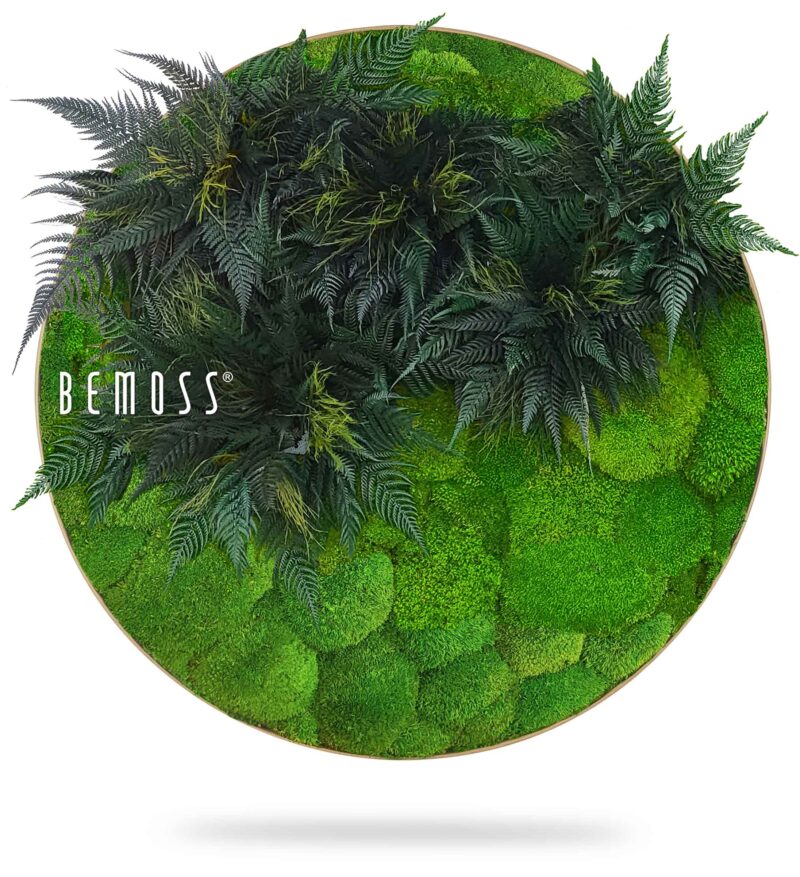Cuadro de musgo Redondo PLANTAS Colila