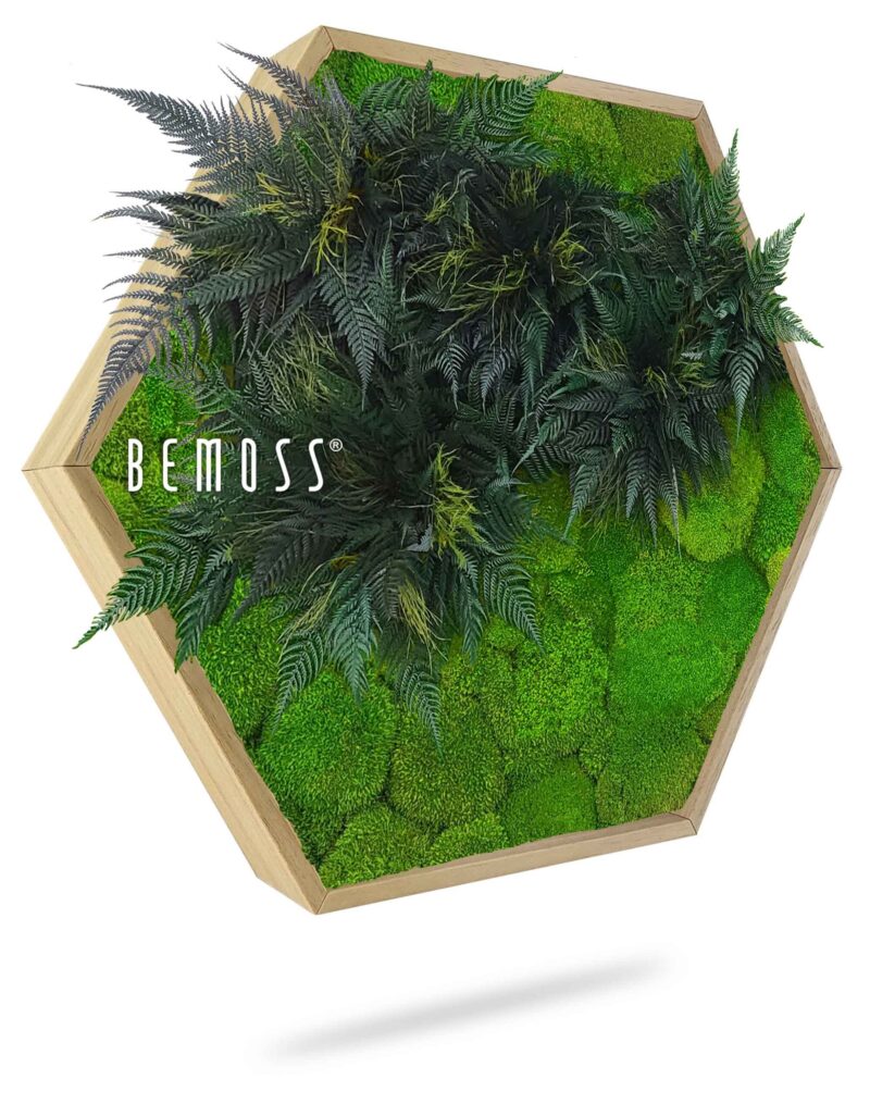 Cuadro de musgo Hexágono PLANTAS Colila