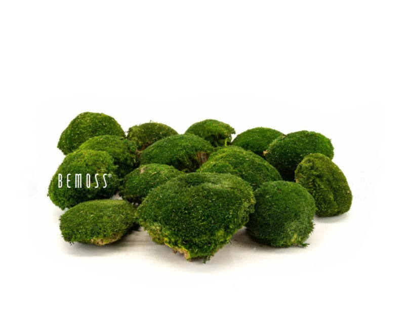Musgo conservado Musgo bola Natural