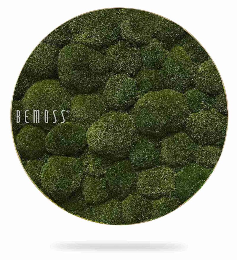 Cuadro de musgo Redondo MUSGO DE COJÍN Natural Green