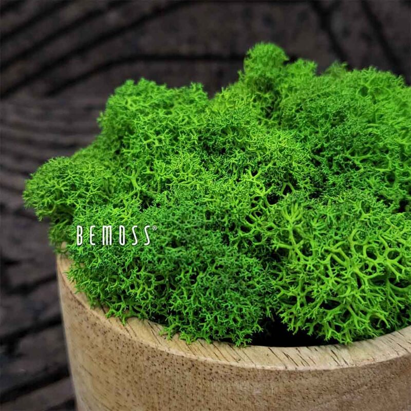 Musgo conservado MUSGO DE ISLANDIA GREEN