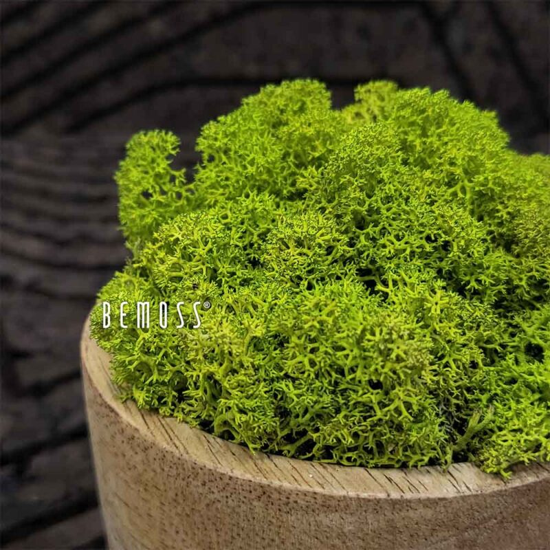 Musgo conservado MUSGO DE ISLANDIA LIME GREEN