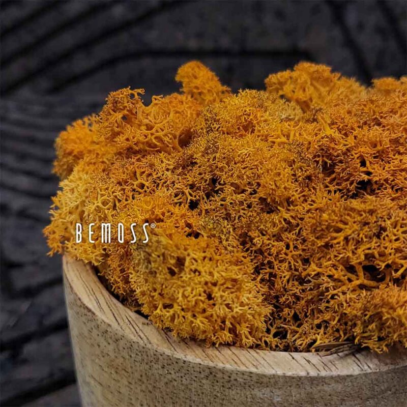 Musgo conservado MUSGO DE ISLANDIA AUTUMN