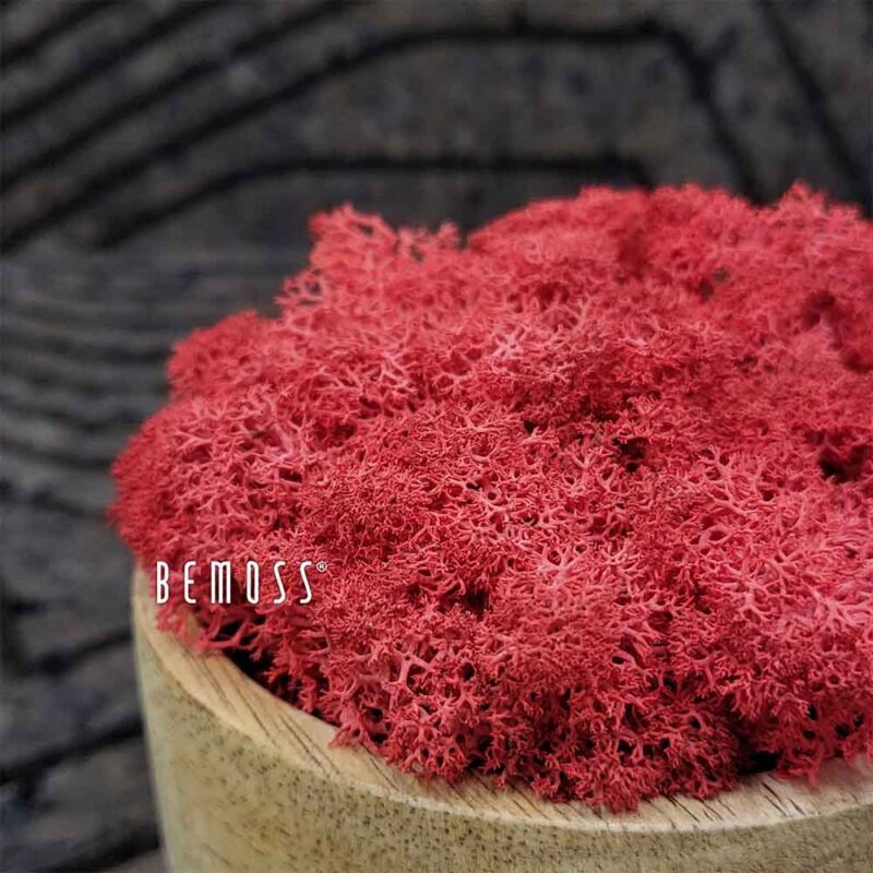 Musgo conservado MUSGO DE ISLANDIA RED