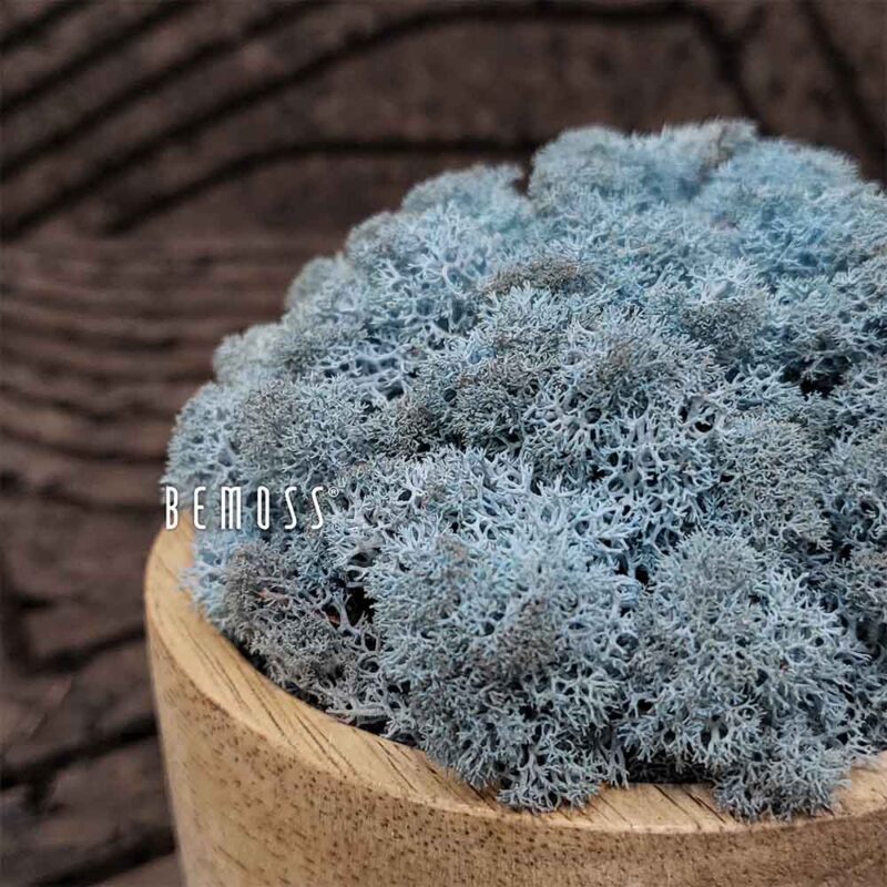 Musgo conservado MUSGO DE ISLANDIA AQUAMARINE