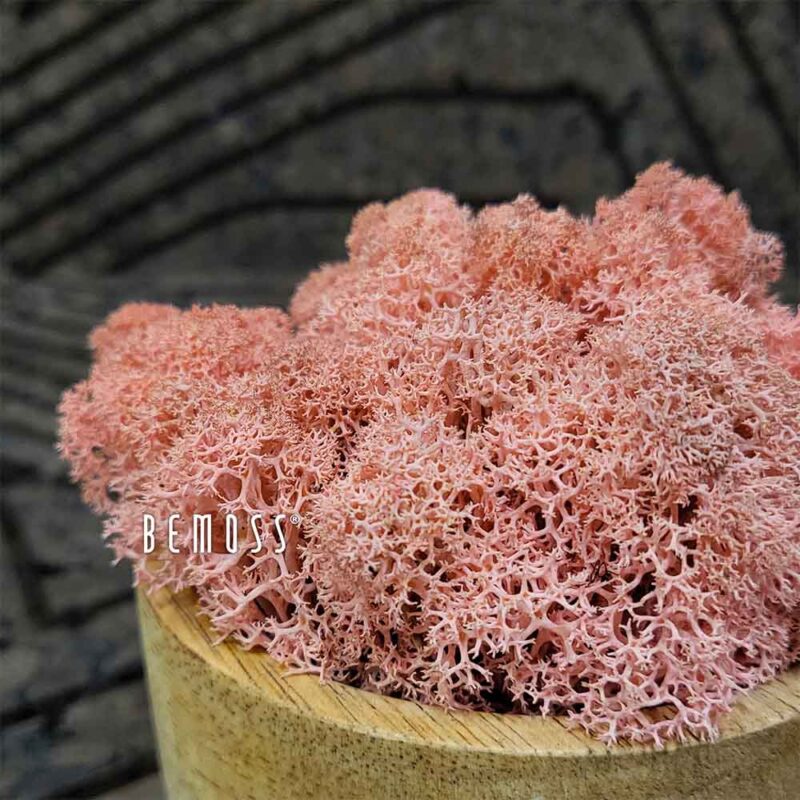 Musgo conservado MUSGO DE ISLANDIA PINK