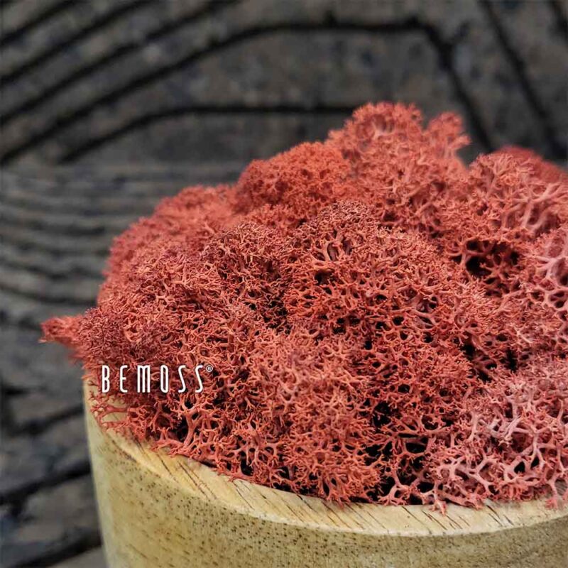 Musgo conservado MUSGO DE ISLANDIA SIENNA