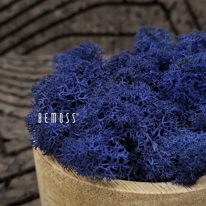 Musgo conservado MUSGO DE ISLANDIA CLASSIC BLUE