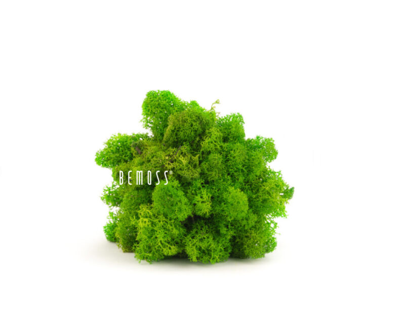Musgos y plantas preservados