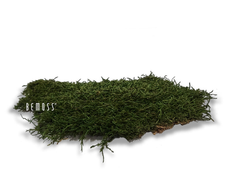 Musgo conservado Musgo plano Natural