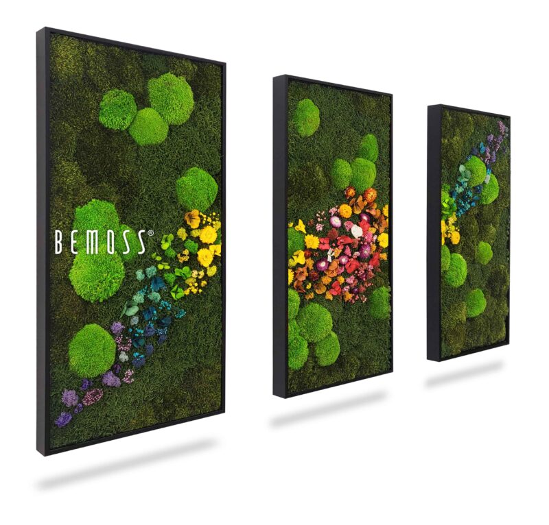 Cuadro de musgo Set ACEBO