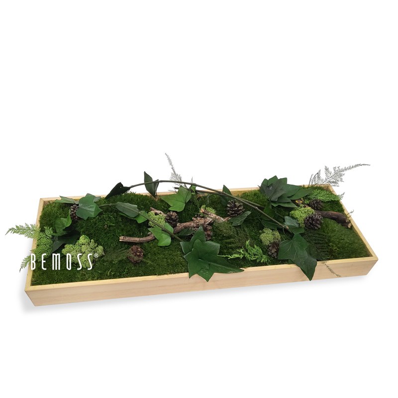 Decoración de mesa de musgo PLANTAS Aragonia