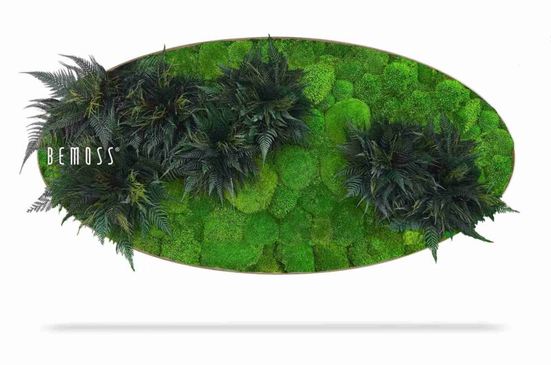 Cuadro de musgo Elipse PLANTAS Colila