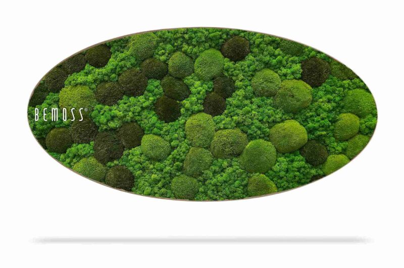 Cuadro de musgo Elipse BEMOSS® ORTHO MONETO