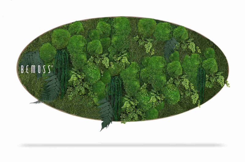 Cuadro de musgo Elipse PLANTAS Moreilo