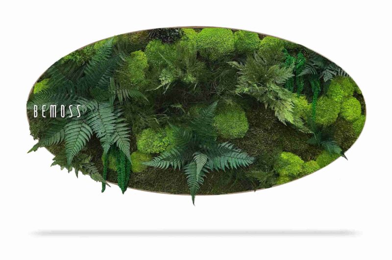 Cuadro de musgo Elipse PLANTAS Vigo