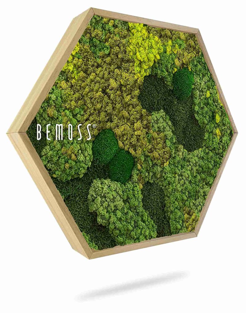 Cuadro de musgo Hexágono BEMOSS® ORTHO MEDIUM