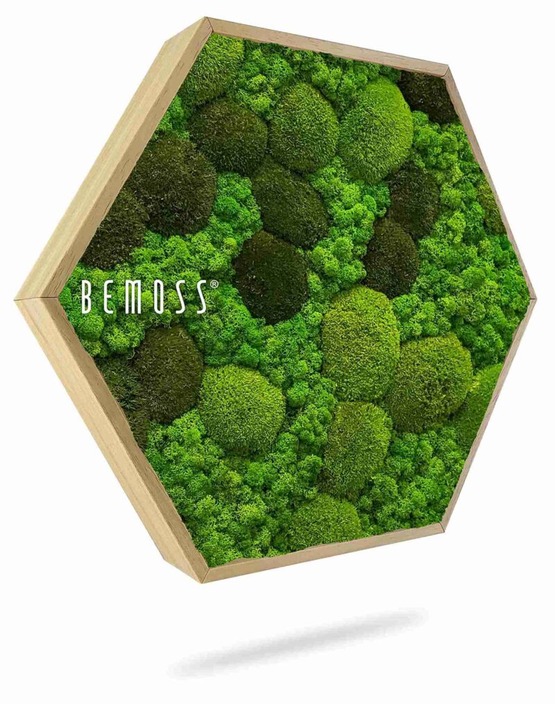 Cuadro de musgo Hexágono BEMOSS® ORTHO MONETO