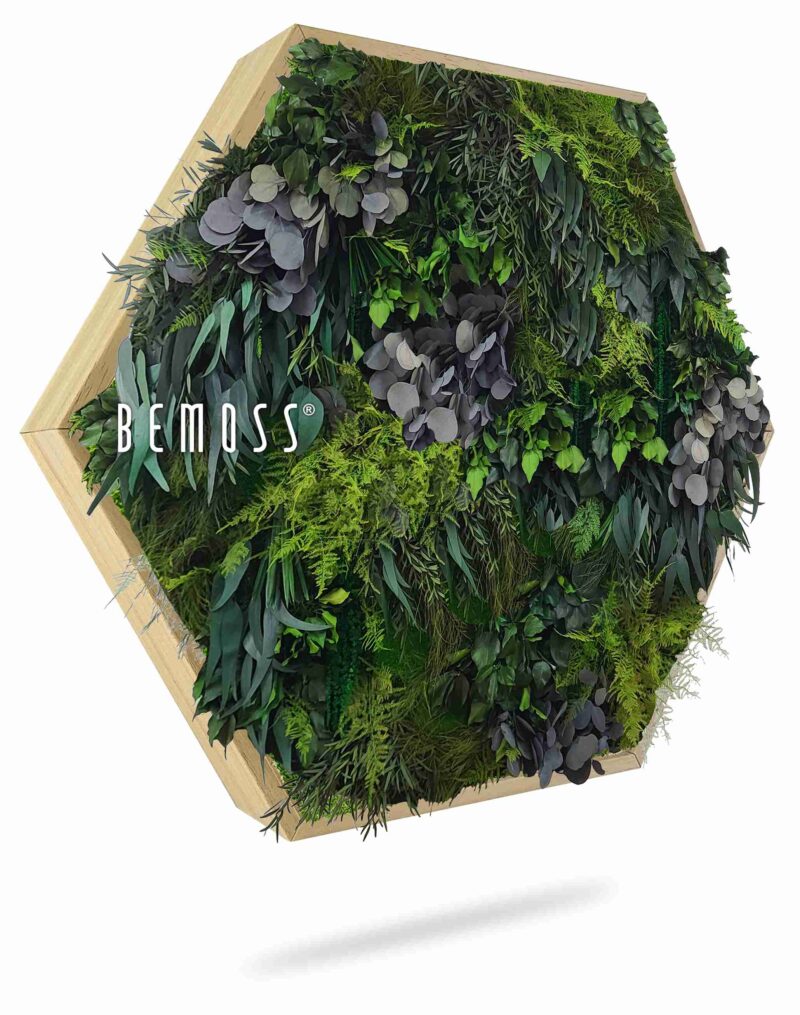 Cuadro de musgo Hexágono PLANTAS Parador